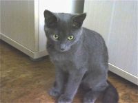 Лот: 14718113. Фото: 6. Харизматичный молодой котик 6-7...