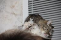 Лот: 3012035. Фото: 5. Персидский кот. Выставочный экзот...