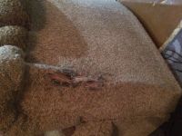 Лот: 11817962. Фото: 2. Диван с креслом. Мягкая мебель