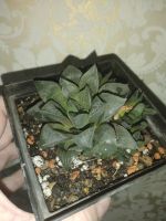 Лот: 19314101. Фото: 2. сортовая Хавортия Haworthia mutica... Комнатные растения и уход
