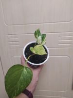 Лот: 19585593. Фото: 2. Эпипремнум золотистый. Комнатные растения и уход