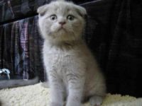 Лот: 4304237. Фото: 3. Шикарные плюшевые медвежата. Растения и животные