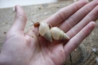 Лот: 7339710. Фото: 2. Улитки сухопутные Limicolaria... Животные и уход