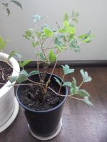 Лот: 5379235. Фото: 2. пион древовидный. Семена, рассада, садовые растения