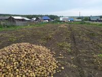 Лот: 14478038. Фото: 2. Картофель. Продукты