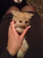 Лот: 8922947. Фото: 5. Котята Сибирские