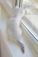 Лот: 10033744. Фото: 4. Продам британского котенка - девочка... Красноярск