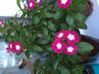 Лот: 12017207. Фото: 2. Катарантус ( барвинок). Комнатные растения и уход