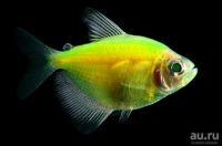 Лот: 12658658. Фото: 4. Тернеция GloFish (фиолетовый... Красноярск