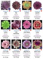 Лот: 15899533. Фото: 4. Каменные розы (молодило) 102 сорта. Красноярск