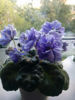 Лот: 12090863. Фото: 4. Фиалка Голубой Бутон (Б.Макуни... Красноярск