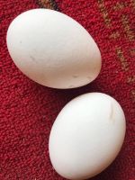Лот: 17569613. Фото: 2. Домашнее экологически чистое куриное... Продукты