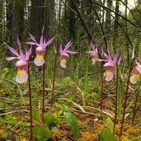 Лот: 15920511. Фото: 2. Калипсо (лат. Calypso bulbosa... Семена, рассада, садовые растения