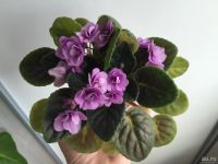 Лот: 9336417. Фото: 4. Сортовая фиалка Плюшевый Медвежонок... Красноярск