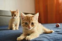 Лот: 7692372. Фото: 4. Солнечные рыжики. Красноярск