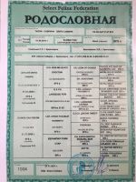 Лот: 2178540. Фото: 6. котенок шотландская вислоухая...