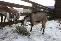 Лот: 9320979. Фото: 4. Нубийский Козел на племя,1 ГОД... Красноярск