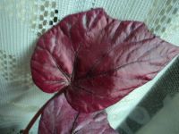 Лот: 3138519. Фото: 3. бегония Inca fare. Растения и животные