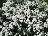 Лот: 7758596. Фото: 4. Многолетники (фалярис, примула... Красноярск