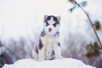 Лот: 6895842. Фото: 2. Щенки хаски (щенята, щенок) по... Животные и уход