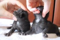 Лот: 4581701. Фото: 2. Отдам котенка в добрые руки. Мальчик. Животные и уход