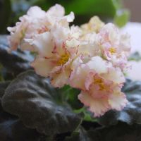 Лот: 8195844. Фото: 4. Фиалка Sunkissed Rose, лист. Красноярск