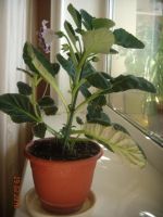 Лот: 7234962. Фото: 3. Глоксиния (цветущая) Брокаде фиолетовая. Растения и животные