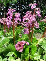 Лот: 11485095. Фото: 2. Бадан (Bergenia). Семена, рассада, садовые растения