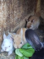 Лот: 22873961. Фото: 4. крольчата декоративные маленькие. Красноярск
