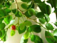 Лот: 5877282. Фото: 2. мурайя метельчатая 4 зацвела... Комнатные растения и уход