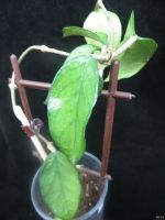 Лот: 13553104. Фото: 4. Хойя Hoya Wat Doi Tung. Красноярск