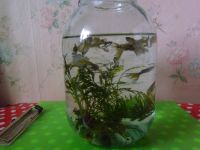Лот: 19483866. Фото: 7. Рыбки аквариумные Гуппи с растениями...