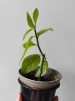 Лот: 18995596. Фото: 2. педилантус Финка комнатное растение. Комнатные растения и уход