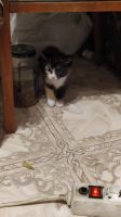 Лот: 18067698. Фото: 2. Котята. Животные и уход