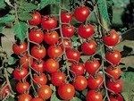 Лот: 13926197. Фото: 2. Рассада помидоров черри. Набирают... Семена, рассада, садовые растения