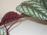 Лот: 893862. Фото: 2. Циссус разноцветный (Cissus discolor... Комнатные растения и уход