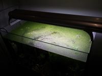 Лот: 10817059. Фото: 2. Ряска для декора аквариума или... Аквариумистика