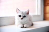 Лот: 5992868. Фото: 2. Британский котёнок (девочка 2... Животные и уход