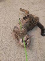 Лот: 4454313. Фото: 7. Шотландская кошечка выставочного...
