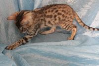 Лот: 4324922. Фото: 3. Отдам бенгальского кота на условиях. Растения и животные