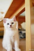 Лот: 8773178. Фото: 3. Продам британского котенка - мальчик... Растения и животные