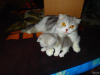 Лот: 8651177. Фото: 2. Милые кисули под Новый Год. Животные и уход