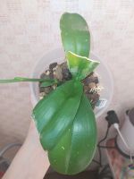 Лот: 17463364. Фото: 3. Орхидея фаленопсис Дикий кот. Растения и животные