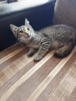 Лот: 23302790. Фото: 3. котята отдам. Растения и животные