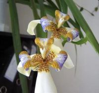 Лот: 4041520. Фото: 2. Разновид ириса. цветущее!. Комнатные растения и уход