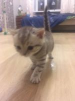 Лот: 16411810. Фото: 6. Котята шотландские