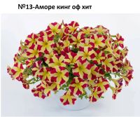 Лот: 17171911. Фото: 12. Вегетативная петуния. Укорененные...