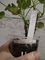 Лот: 25798824. Фото: 6. Герань пеларгония сорт Gypsy rosebud