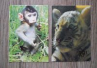 Лот: 6986961. Фото: 2. Календарики. 10 шт. Животные... Открытки, билеты и др.