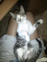 Лот: 5758003. Фото: 5. Котенок Тигра, 3,5 месяца!